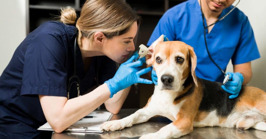 Vétérinaire auscultant l'oreille d'un chien