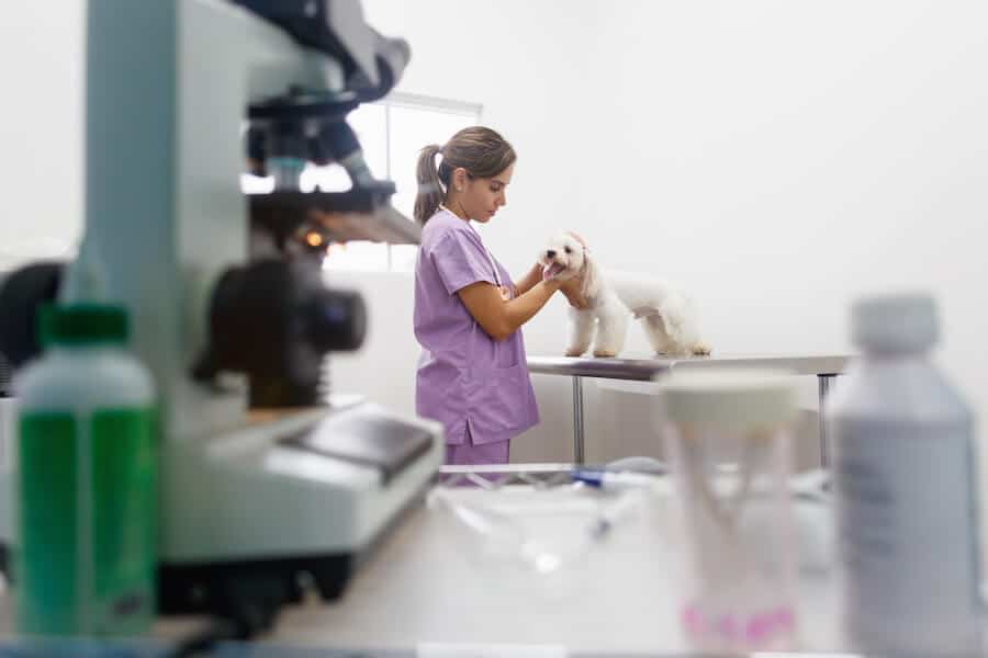 assistant veterinaire