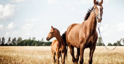 Devenir Éleveur de chevaux : missions, salaire et formation
