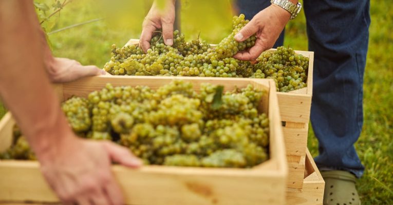 BAC Pro CGEVV – Conduite et gestion de l’entreprise vitivinicole : durée, programme…