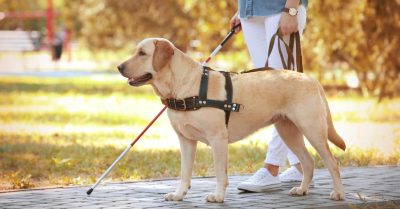 Devenir Éducateur de chiens guides : missions, salaire et formation