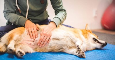 Devenir Physiothérapeute animalier : missions, salaire et formation
