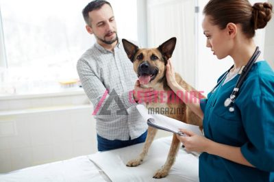 pourquoi-souscrire-une-assurance-pour-votre-chien